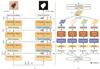 Thumbnail: Fig. 1 Refer to the following caption and surrounding text.