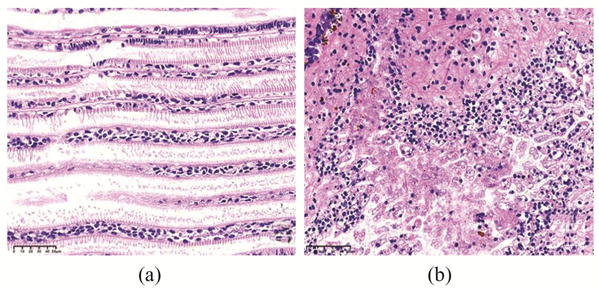 Fig. 2 Refer to the following caption and surrounding text.