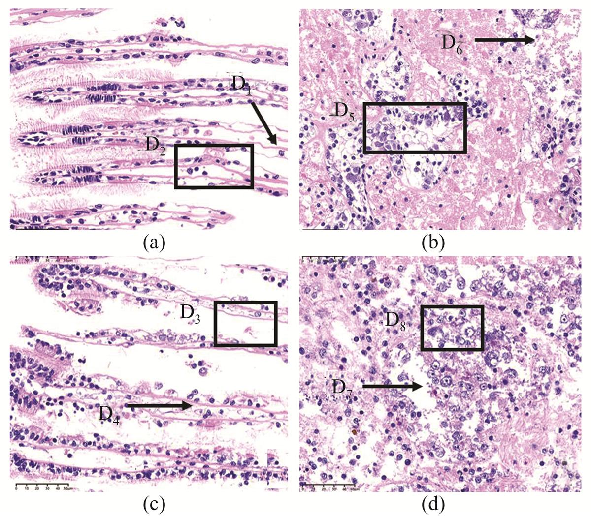 Fig. 4 Refer to the following caption and surrounding text.