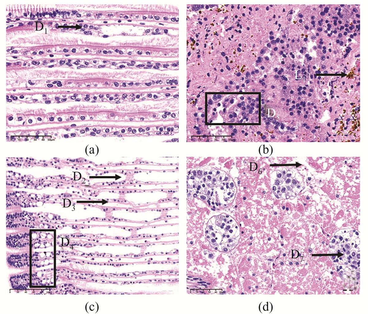 Fig. 5 Refer to the following caption and surrounding text.