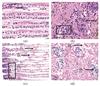 Thumbnail: Fig. 5 Refer to the following caption and surrounding text.