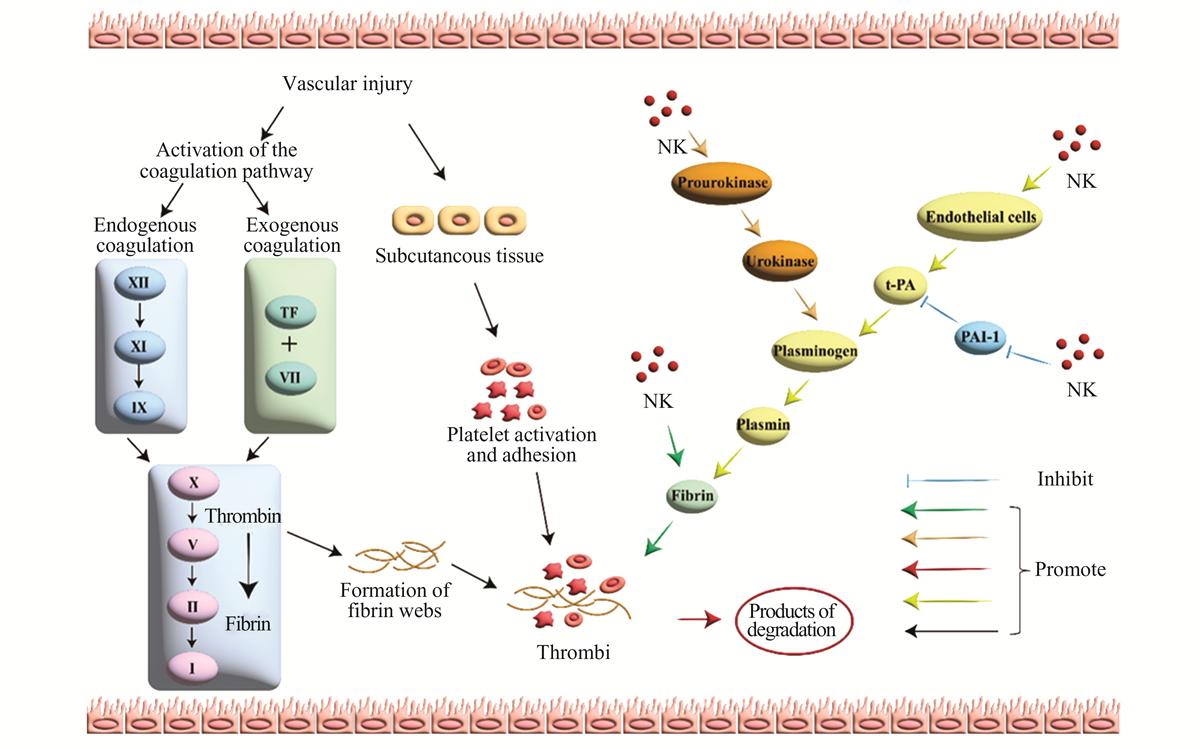 Fig. 1 Refer to the following caption and surrounding text.